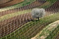 The beginning of spring and the white flowering tree in the vineyards. South Moravia. Czech republic. Royalty Free Stock Photo