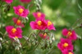 Helianthemum.Pink flowers and buds.