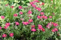 The blossoming helianthemum in a flower bed.