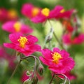 Helianthemum flowers in a square.