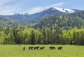 The beginning of summer in the mountains. Pasture in the mountains, horses graze Royalty Free Stock Photo