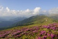 Rhododendron field in iezer mountains,romania Royalty Free Stock Photo