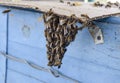 The beginning of the swarming of the bees. A small swarm of mesmerized bees on cardboard paper. Apiary.