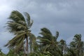 Beginning of tornado or hurricane winding and blowing coconut palms tree with dark storm clouds. Rainy season in the tropical Royalty Free Stock Photo