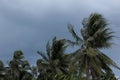 Beginning of tornado or hurricane winding and blowing coconut palms tree with dark storm clouds. Rainy season in the tropical Royalty Free Stock Photo