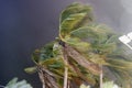 Beginning of tornado or hurricane winding and blowing coconut palms tree with dark storm clouds. Rainy season in the tropical