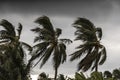 Beginning of tornado or hurricane winding and blowing coconut palms tree with dark storm clouds. Rainy season in the tropical Royalty Free Stock Photo