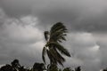 Beginning of tornado or hurricane winding and blowing coconut palms tree with dark storm clouds. Rainy season in the tropical