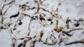Beginning of winter the first snow background tops dry cucumber under the snow Royalty Free Stock Photo