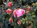 The beginning of withering, The last roses. park pink roses after the onset of frost. northern europe. Rose bush with pink roses