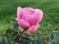 The beginning of withering, The last roses. park pink roses after the onset of frost. northern europe. Rose bush with pink roses