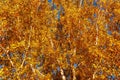 beginning of yellowing leaves in autumn park, Royalty Free Stock Photo