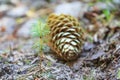 Beginning of young spruce tree life