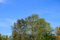 Beginnings of fall color on a sunny day, deciduous trees just beginning to turn yellow