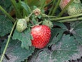 Begins the season of ripening strawberries