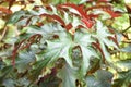 Begonia aconitifolia Angel Wing Begonia Begoniaceae growing in the wild Royalty Free Stock Photo