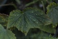 Begonia aconitifolia dotty leaf closeup Royalty Free Stock Photo