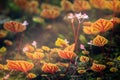 Begonia arenosaxa ined. (Begoniaceae)Rain forest plants Royalty Free Stock Photo