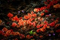Begonia arenosaxa ined. (Begoniaceae)Rain forest plants. Royalty Free Stock Photo