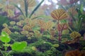 Begonia arenosaxa ined. (Begoniaceae)Rain forest plants Royalty Free Stock Photo