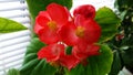 Begonia beautiful red flowers Royalty Free Stock Photo