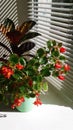 Begonia beautful red flowers Royalty Free Stock Photo