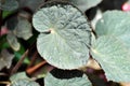 Begonia or Begonia Non Stop Mocca or Begonia maculata ,Begonia Maculata Wightii