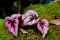 Begonia, belonging to the family Begoniaceae, is one of the largest genera of the angiosperms, containing at least 1,500 species. Royalty Free Stock Photo