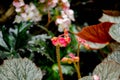 Begonia, belonging to the family Begoniaceae, Royalty Free Stock Photo