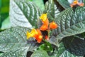 Begonia or Begonia big or Begonia maculata ,big Begonia