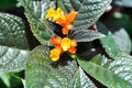 Begonia or Begonia big or Begonia maculata ,big Begonia