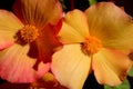 Begonia Blooms