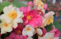 Begonia blossoms yellow and red with raindrops