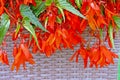 Begonia boliviensis Royalty Free Stock Photo