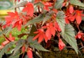 Begonia boliviensis Royalty Free Stock Photo