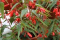 Begonia boliviensis. Red flowers Begonia Bonfire. Royalty Free Stock Photo