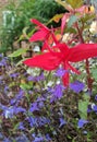 begonia boliviensis, red flowers, lobelia, blue flowers, summer