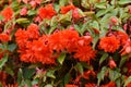 Begonia boliviensis truffle peach flowers Royalty Free Stock Photo