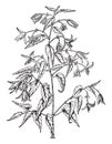 Begonia Boliviensis vintage illustration