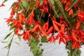 Begonia Bonfire flowering in a garden in Berrynarbor Royalty Free Stock Photo