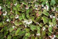 Begonia Bowerae