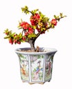 Begonia(Chaenomeles or Chinese flowering crab apple ) bonsai