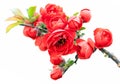 Begonia(Chaenomeles or Chinese flowering crab apple )on the white background.