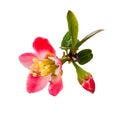 Begonia(Chinese flowering crab apple )on the white background. Royalty Free Stock Photo