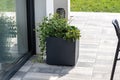 Begonia and coleus plectrantus standing on the terrace in a large pot on wheels. Royalty Free Stock Photo