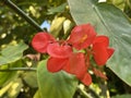 Begonia `Comte de Miribel` / Begonia albopicta x Begonia corallina, Carriere - hybride / Begonie x `Comte de Miribel`