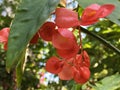 Begonia `Comte de Miribel` / Begonia albopicta x Begonia corallina, Carriere - hybride / Begonie x `Comte de Miribel`