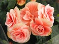 Begonia of coral color