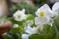 Begonia cucullata alba in bloom Royalty Free Stock Photo
