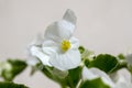 Begonia cucullata alba in bloom Royalty Free Stock Photo